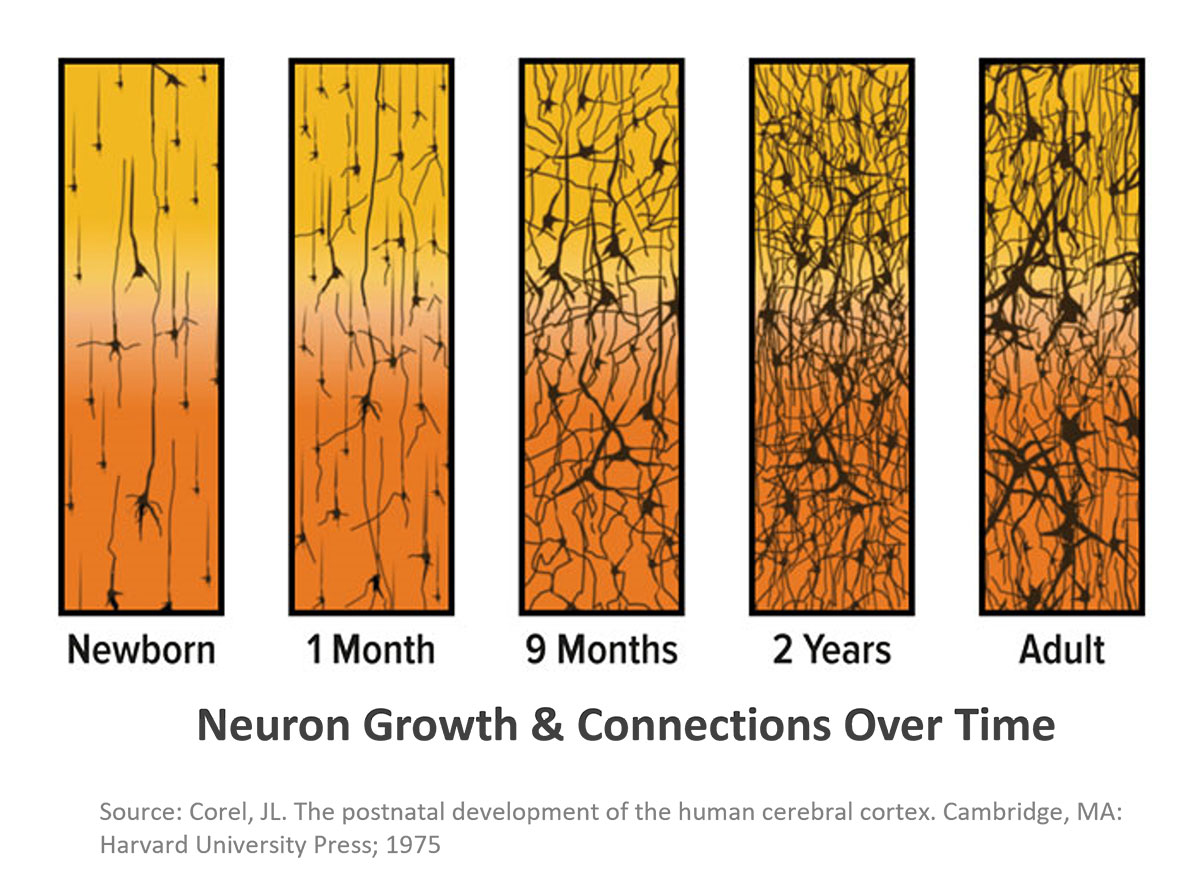 Neuron-Growth-and-Connections-Over-Time neuron growth and connections over time